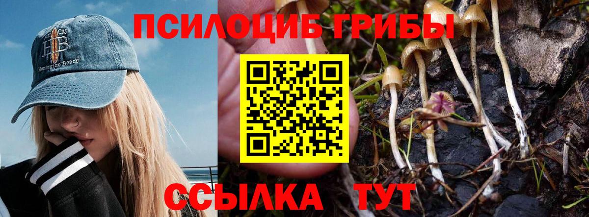 Псилоцибиновые грибы Psilocybine cubensis Ивантеевка